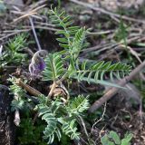 семейство Fabaceae. Зацветающее растение. Дагестан, Гунибский р-н, заброшенное с. Гамсутль, рукотворная терраса, каменистый грунт. 03.05.2025.
