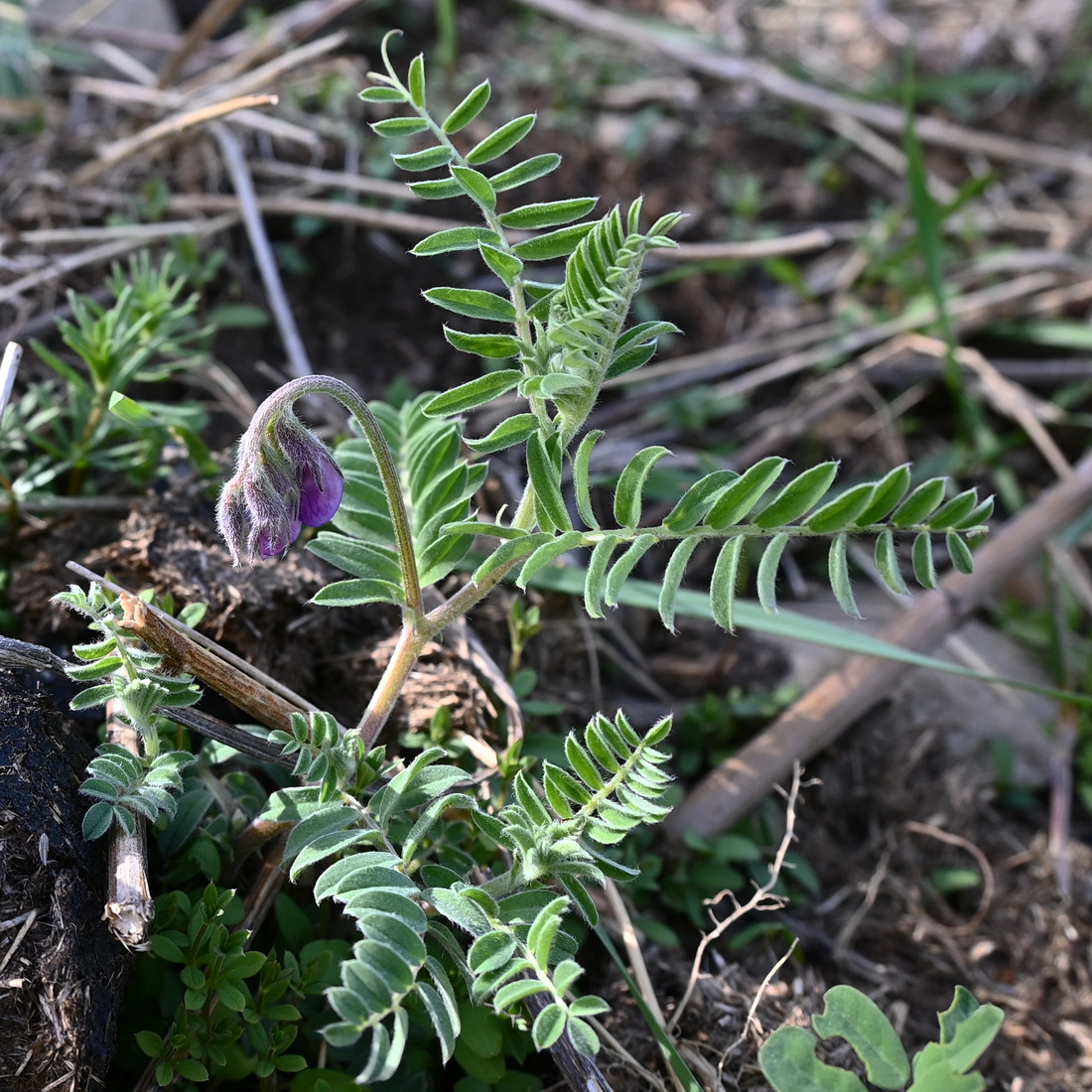 Изображение особи семейство Fabaceae.