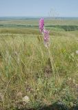Oxytropis kasakorum. Доцветающее растение. Оренбургская обл., Саракташский р-н, Жёлтинский сельсовет, окр. хут. Султанбаево, луговая степь. 9 июня 2025 г.