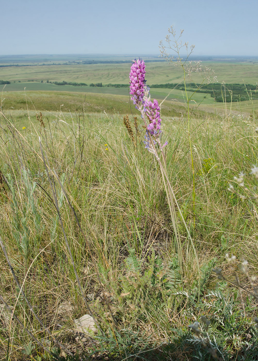 Image of Oxytropis kasakorum specimen.