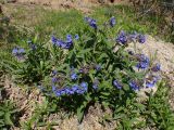 Pulmonaria mollis