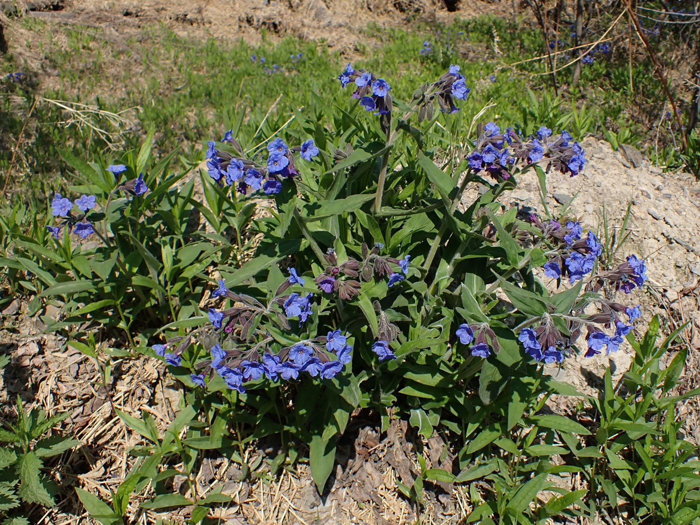 Image of Pulmonaria mollis specimen.