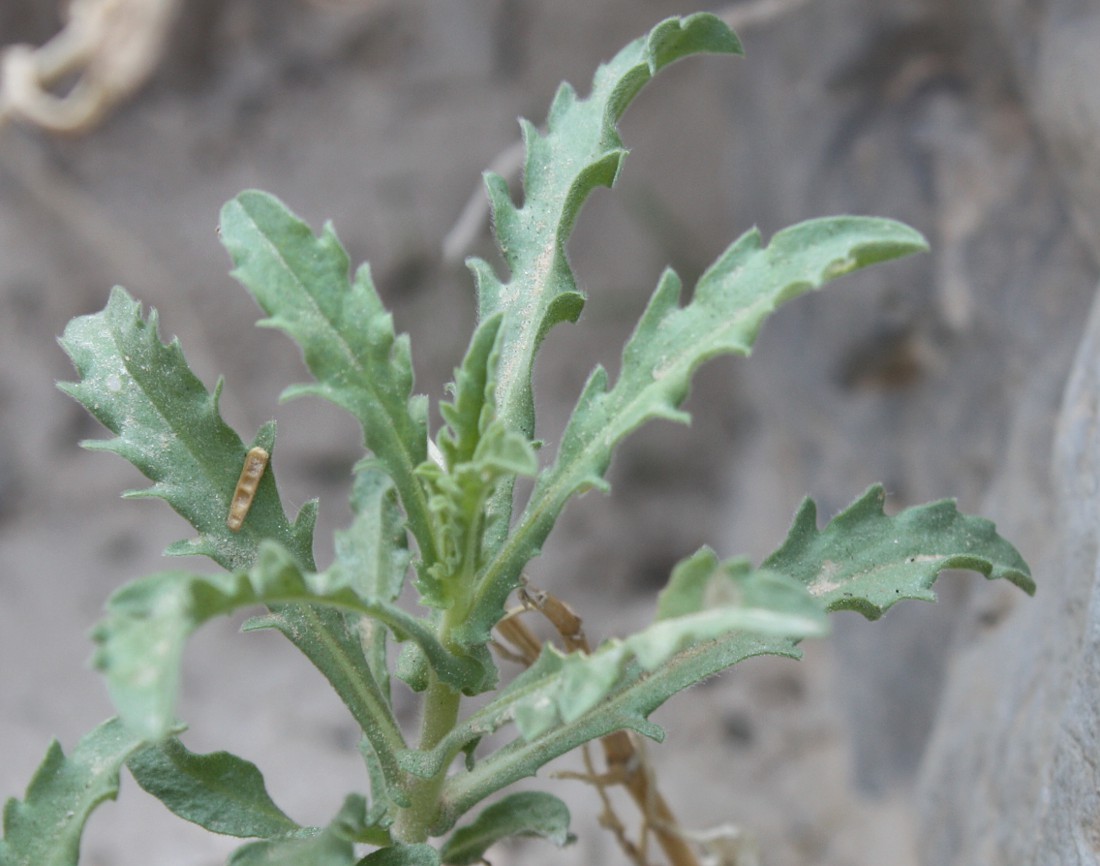 Image of Anvillea garcinii specimen.