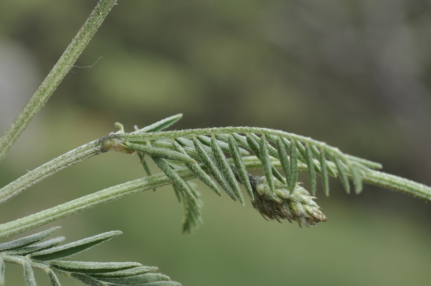 Изображение особи род Astragalus.