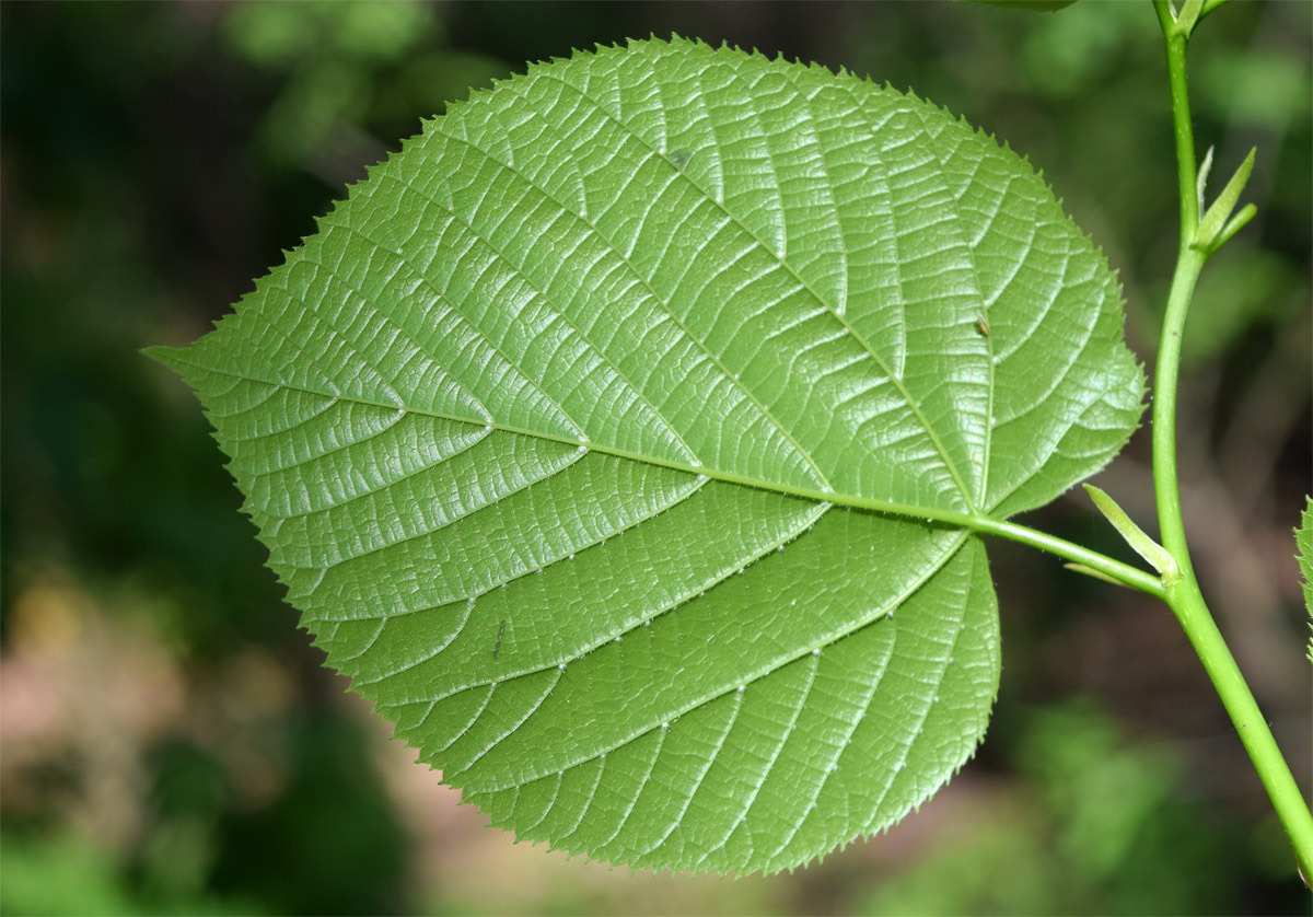 Image of genus Tilia specimen.