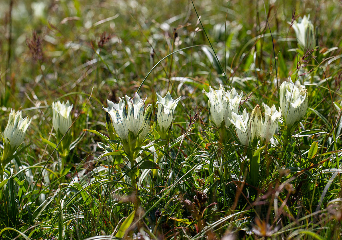 Image of Gentiana algida specimen.