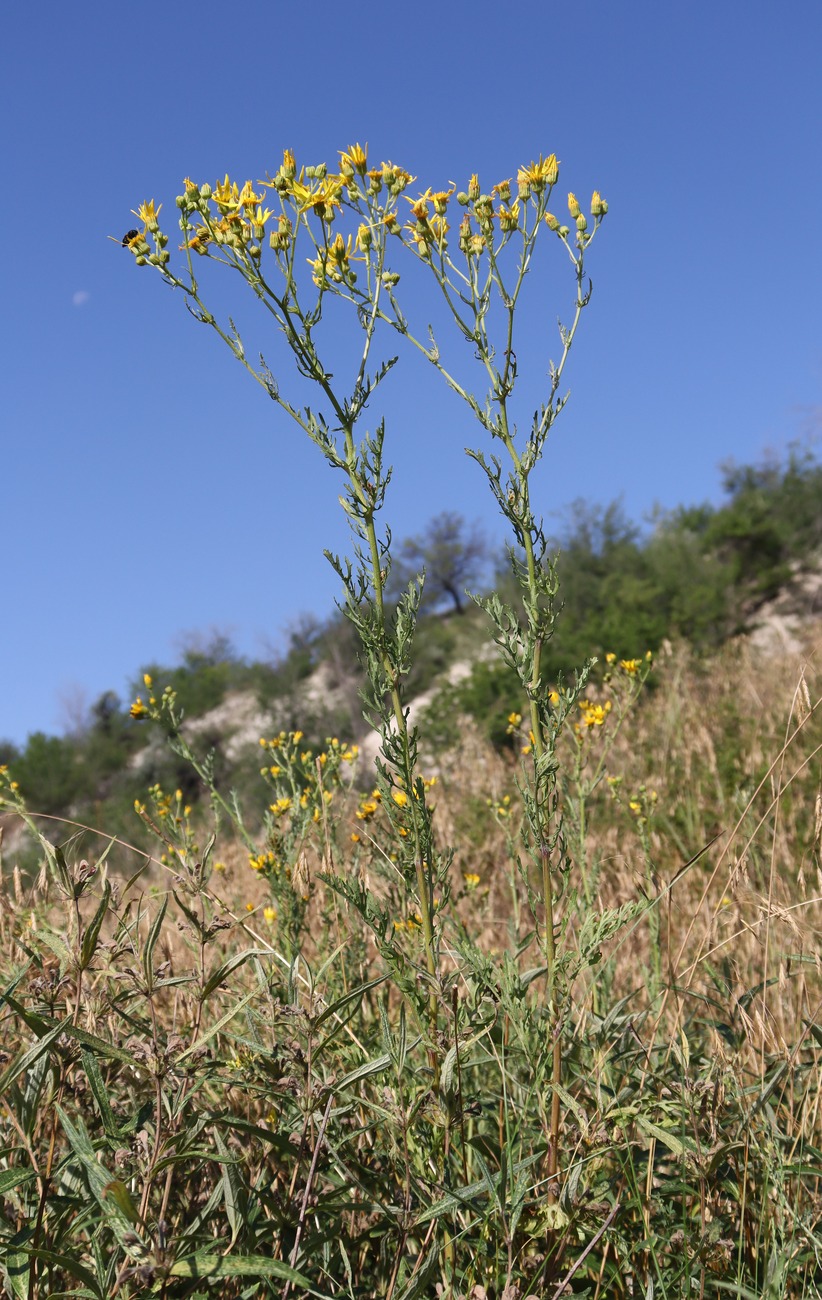 Изображение особи Senecio erucifolius.