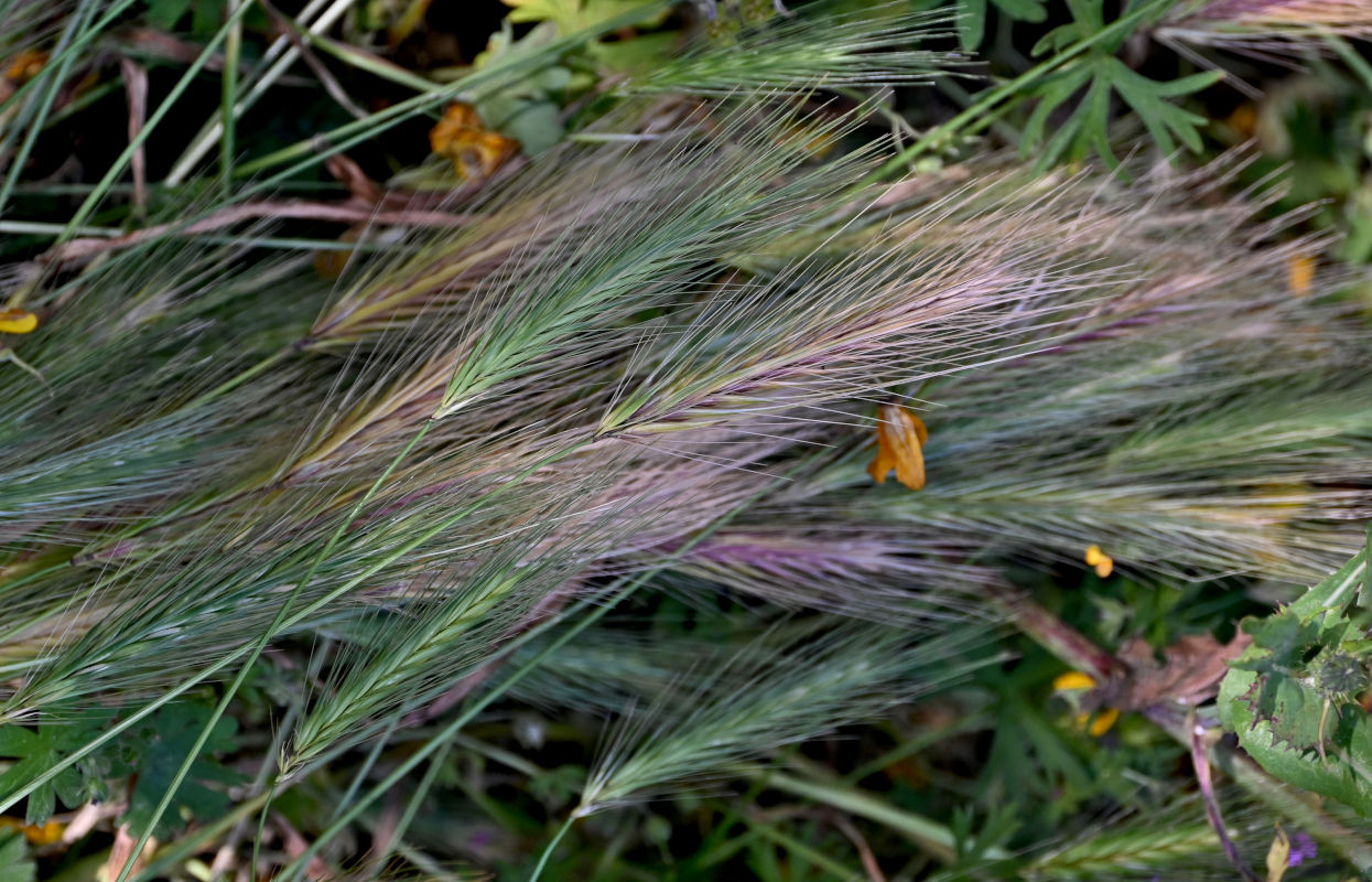 Изображение особи Hordeum leporinum.