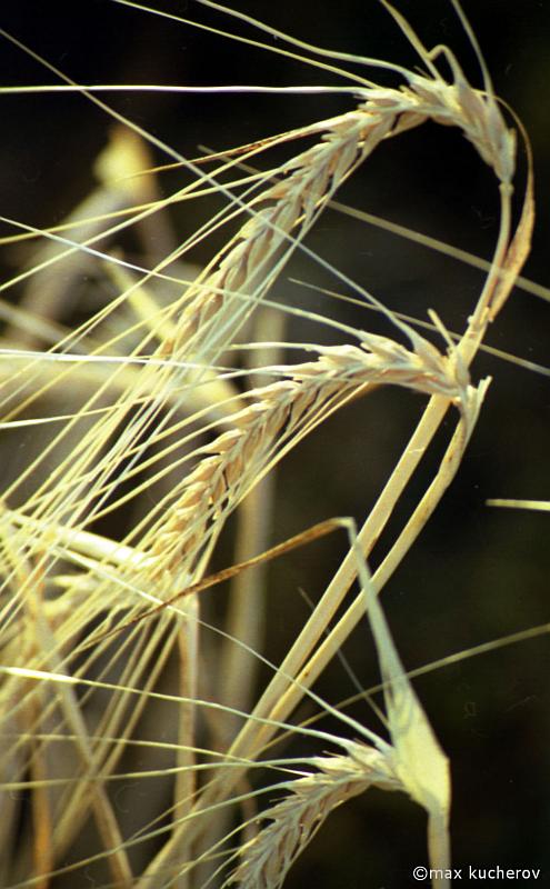 Image of Hordeum distichon specimen.