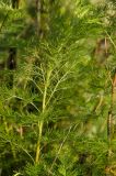 Adonis vernalis