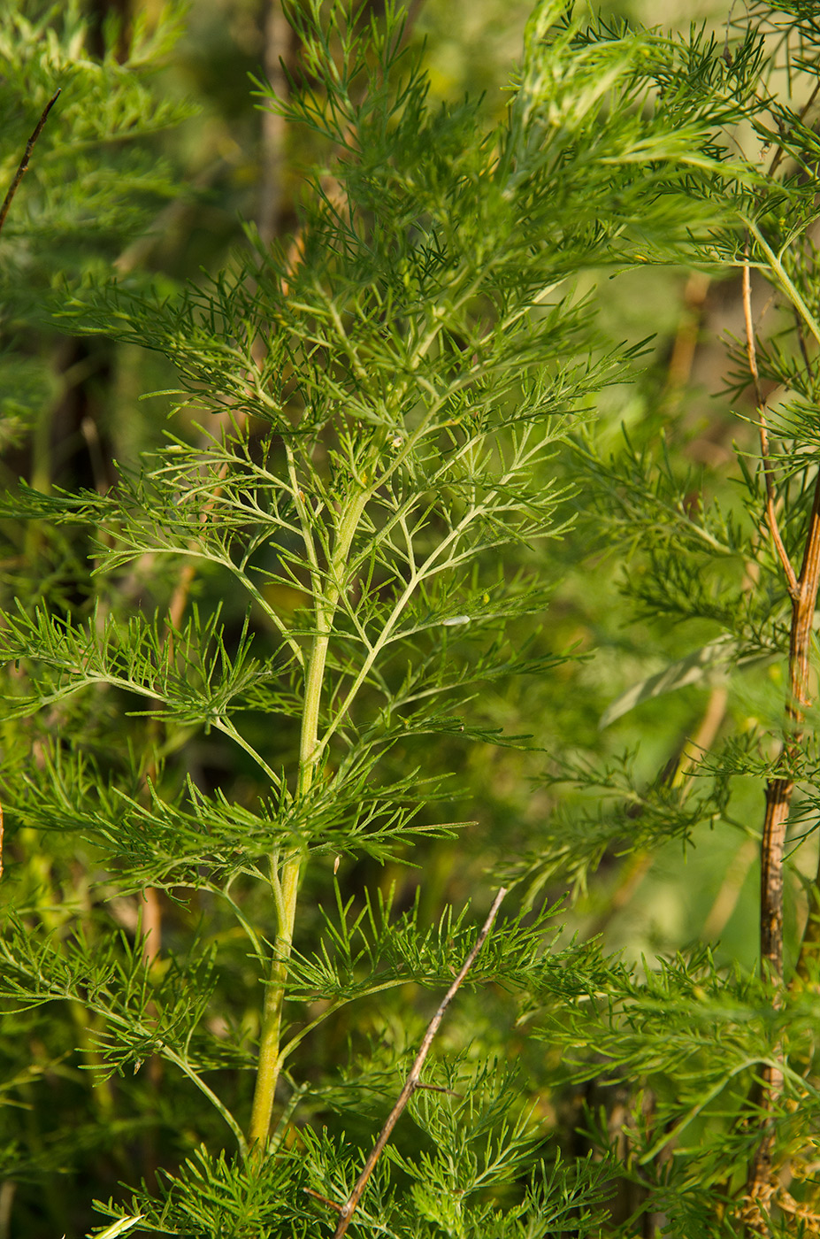 Изображение особи Adonis vernalis.