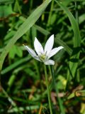 род Ornithogalum
