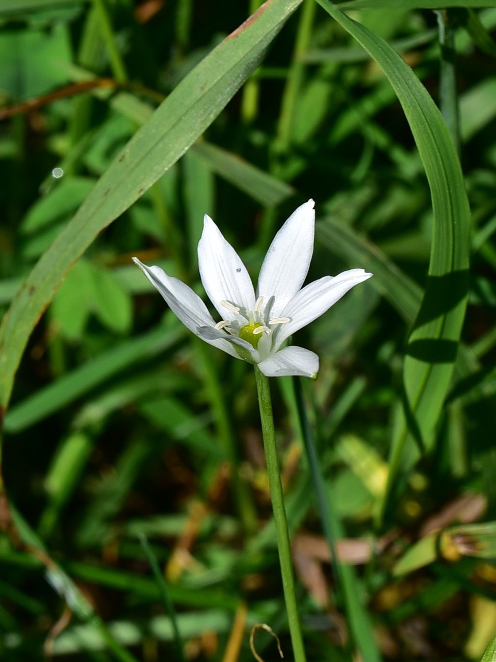 Image of genus Ornithogalum specimen.