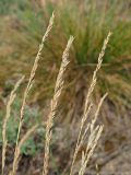 Festuca polesica. Соплодия. Ульяновская обл., Мелекесский р-н, окр. с. Лебяжье, сосновый бор на дюнах, вырубка под ЛЭП. 09.06.2024.