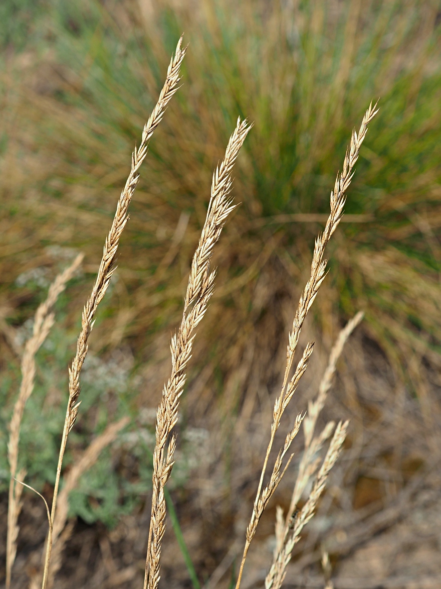 Изображение особи Festuca polesica.