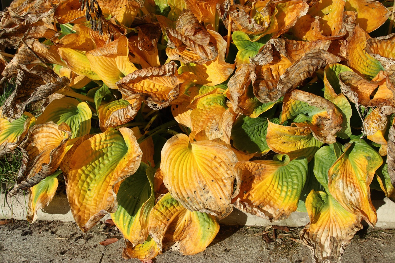 Image of genus Hosta specimen.