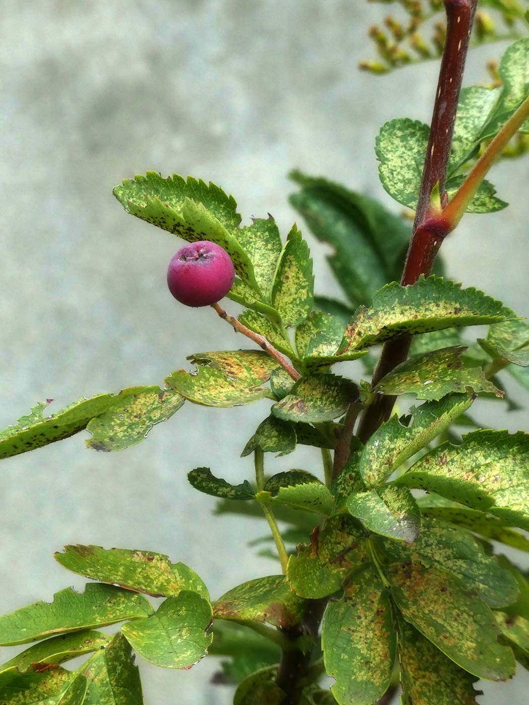 Изображение особи род Crataegus.
