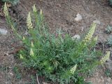 Reseda lutea. Цветущее растение. Южный Берег Крыма, пос. Новый Свет, гора Караул-Оба. 06.05.2011.