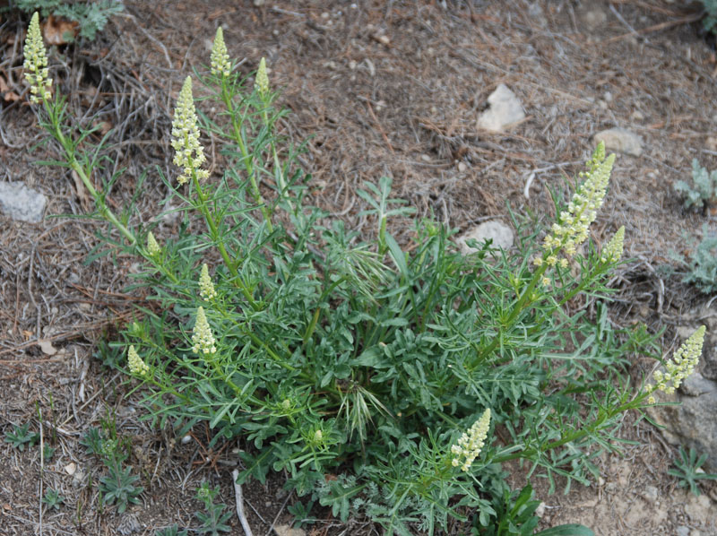 Изображение особи Reseda lutea.