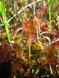 Drosera rotundifolia