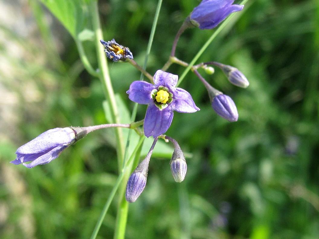 Изображение особи Solanum kitagawae.