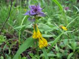 Melampyrum nemorosum