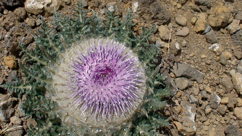 Image of Jurinella subacaulis specimen.