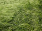 Stipa capillata