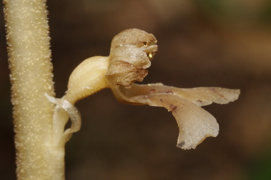 Image of Neottia nidus-avis specimen.