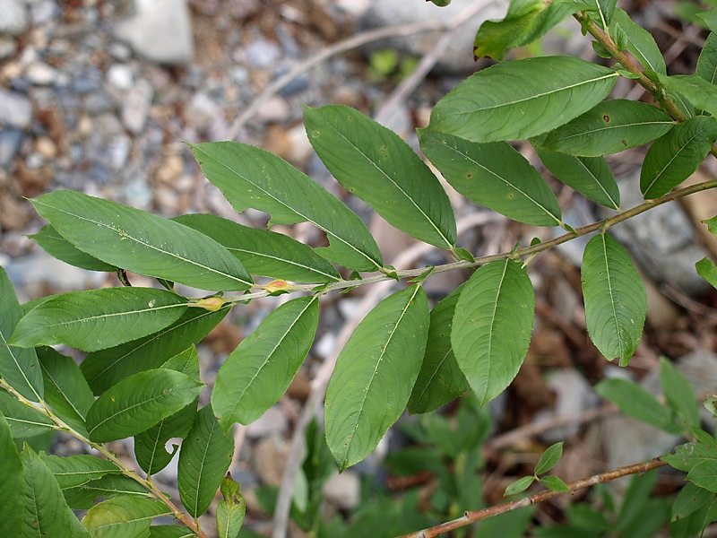 Image of Salix gracilistyla specimen.