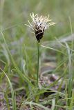 Carex pachystylis. Цветущее растение. Узбекистан, Джизакская обл., бугристые закрепленные пески у южного берега оз. Айдаркуль. 26.03.2011.