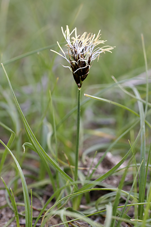 Изображение особи Carex pachystylis.