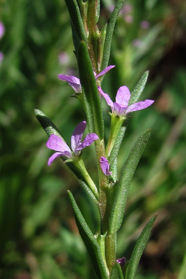 Image of Lythrum melanospermum specimen.