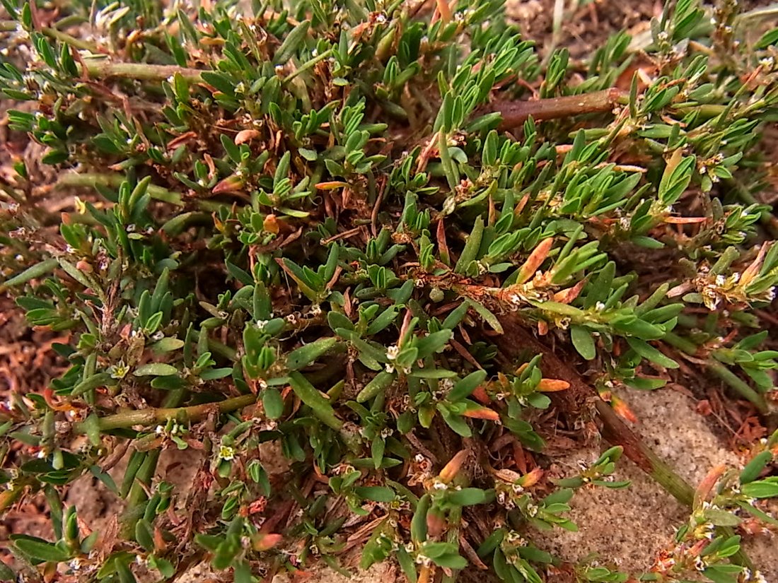 Изображение особи Polygonum rurivagum.