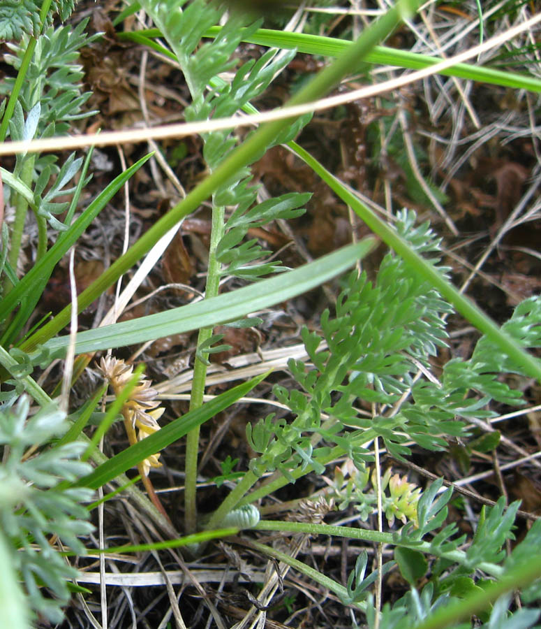 Изображение особи Helictotrichon adzharicum.