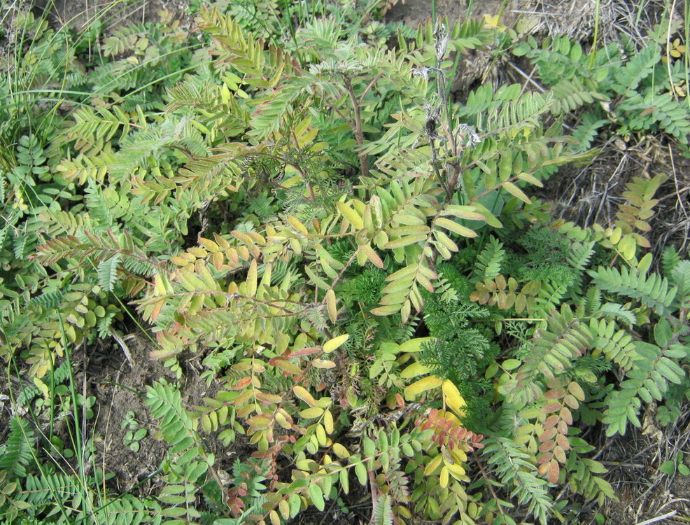 Image of Oxytropis pilosa specimen.