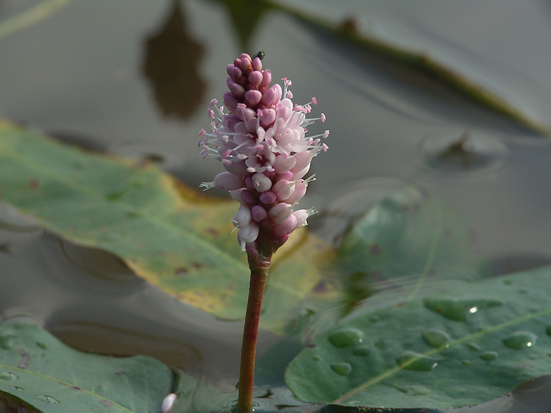 Image of Persicaria amphibia specimen.