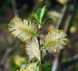 Salix phylicifolia