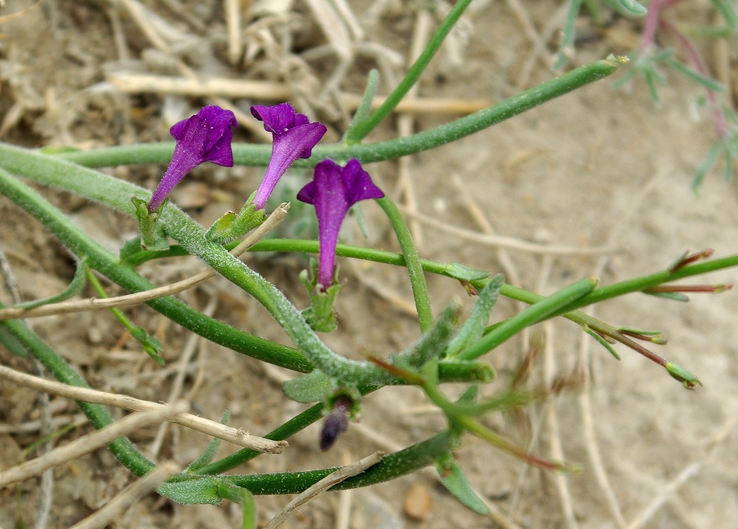 Изображение особи Dodartia orientalis.