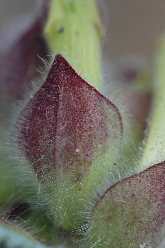 Изображение особи Scutellaria przewalskii.