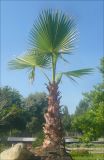 Washingtonia filifera