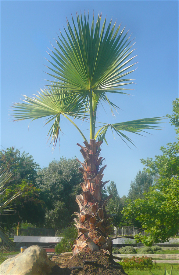 Image of Washingtonia filifera specimen.