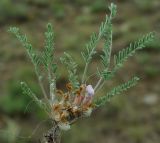 Image of taxon representative. Author is Юрий Пирогов