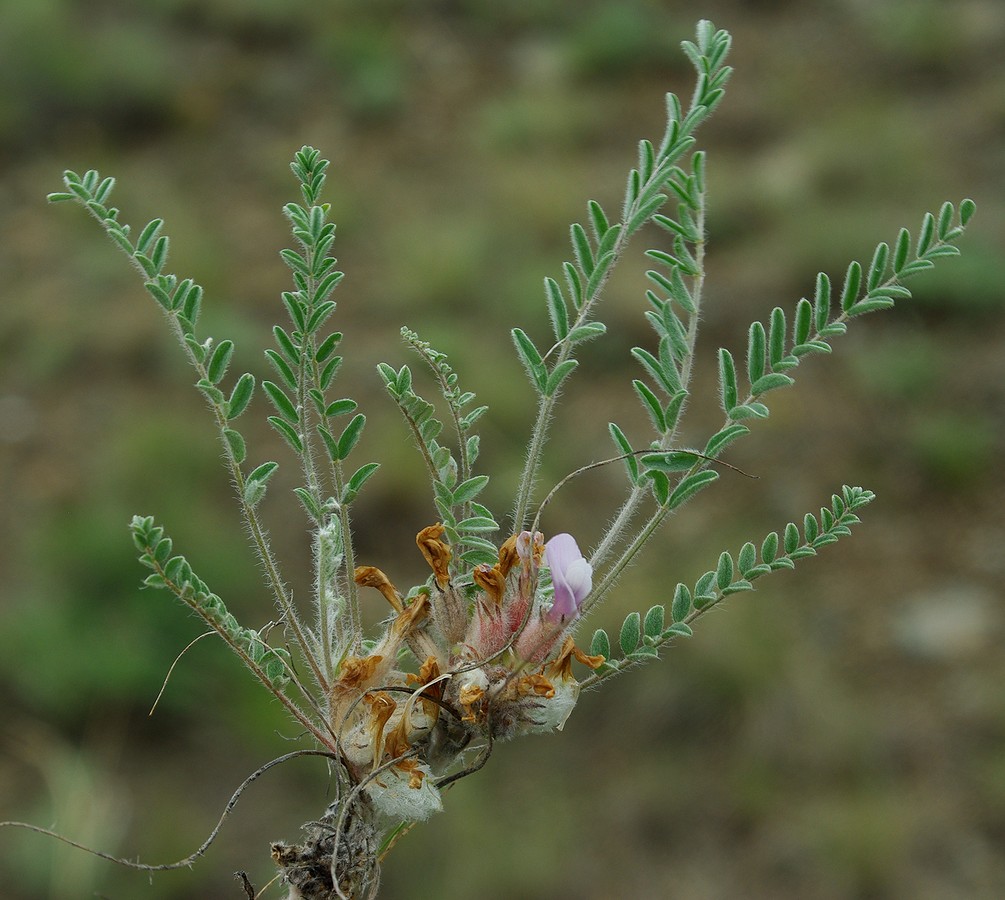 Изображение особи Astragalus testiculatus.