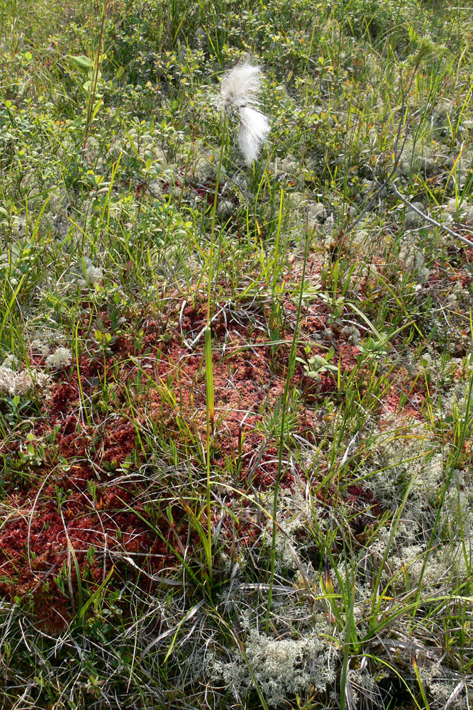 Image of Eriophorum angustifolium specimen.