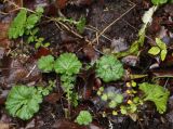 Geum macrophyllum