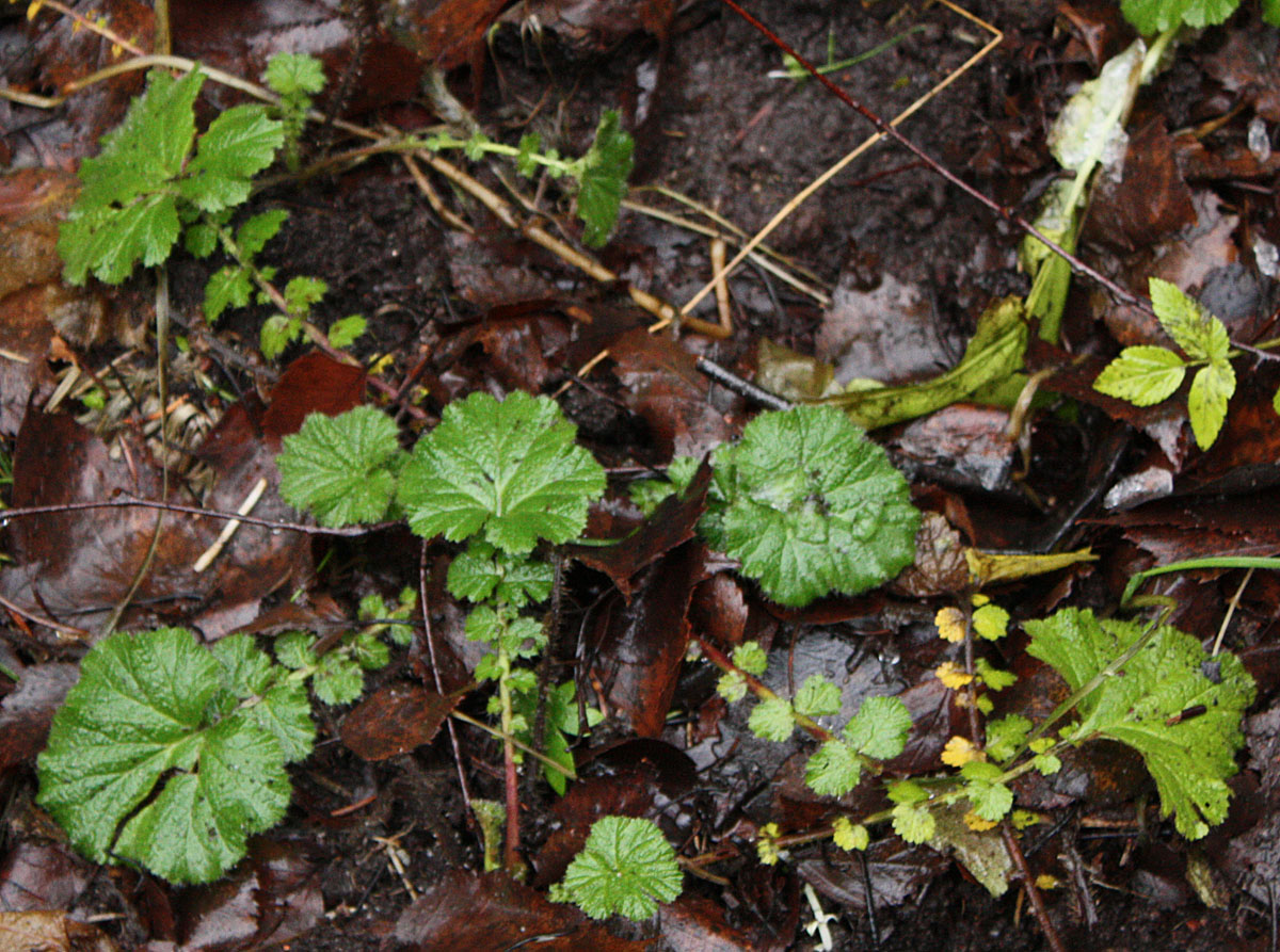 Изображение особи Geum macrophyllum.