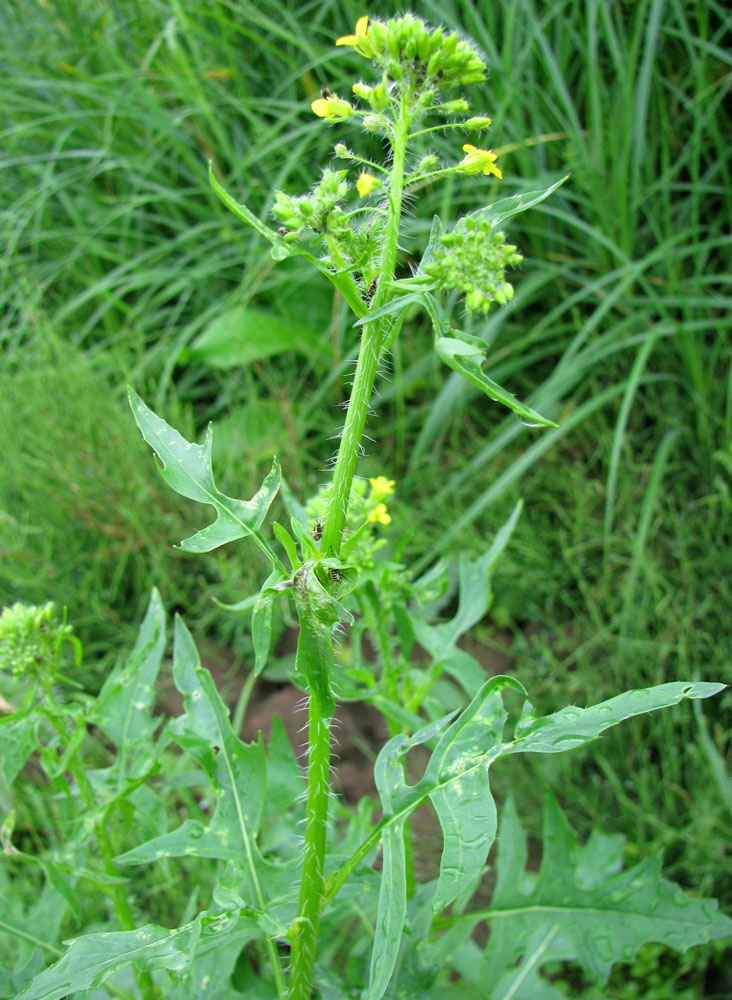 Image of Sisymbrium loeselii specimen.