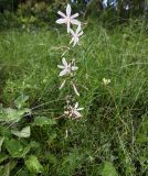 Asphodeline tenuior