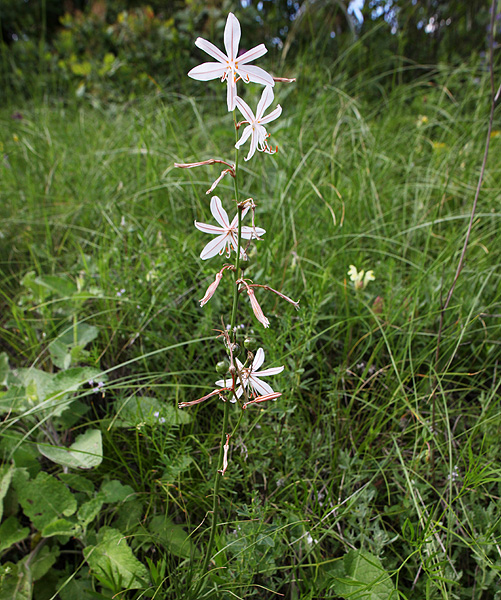 Изображение особи Asphodeline tenuior.